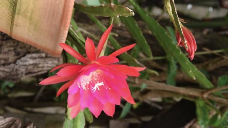 flor de cactus de orquídea cultivada como planta ornamental de jardín, video vertical