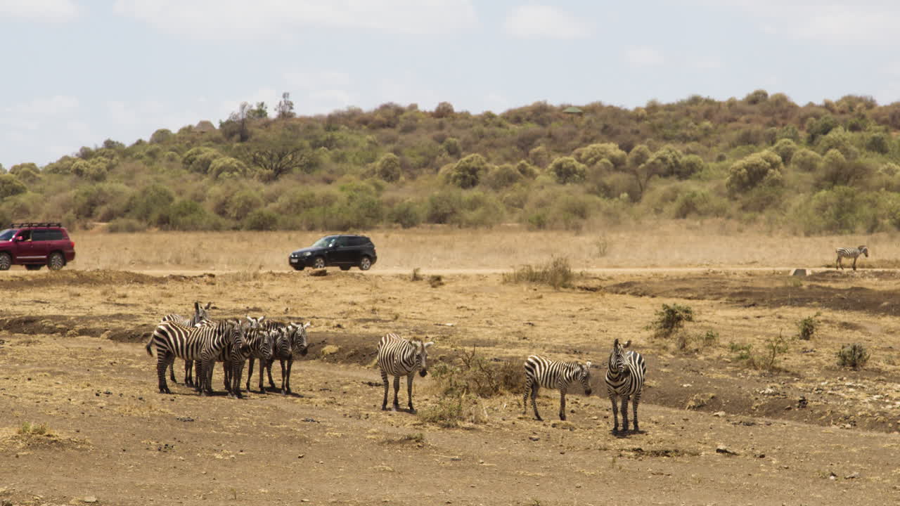 rebaño de cebras en la sabana con vehículos todoterreno conduciendo en el fondo en áfrica