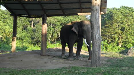 a domestic elephant tied to a post with a chain under a roof