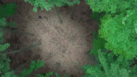 top shot of a tourist walking in dense forest