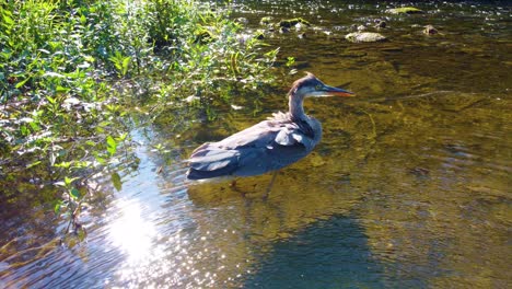 Closeup-view-of-great-blue-heron-standing-in-glistening-lake,-dipping-neck-in-water