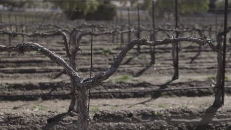 Viñedo-Fuera-De-Temporada-Con-Montañas-Nevadas-En-El-Fondo---Sartén-De-Mano