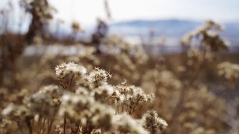 BEAUTIFUL-SHOT-OF-SOME-LEAVES-OVER-THE-UTAH-LAKE-SHORE