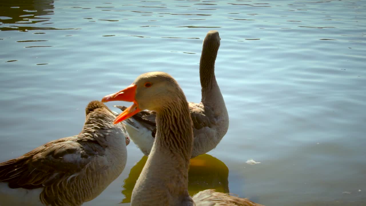 slow motion of geese flapping wings in lake