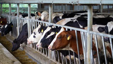 Holstein-and-Jersey-heifers-eating-feed