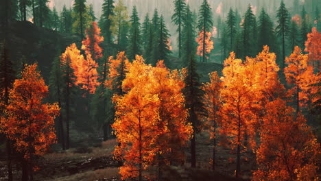 autumn forest with orange leaves