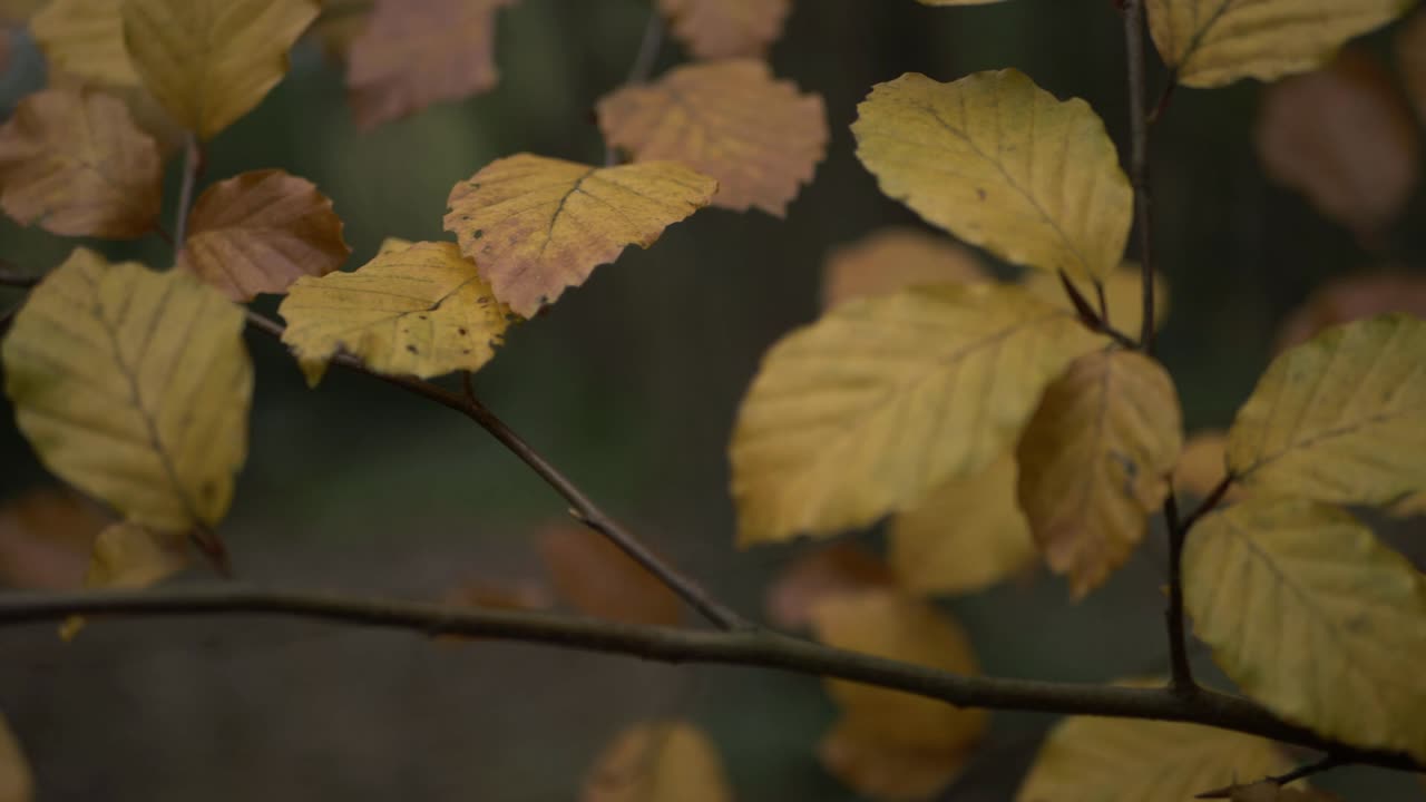 hojas de otoño amarillas y doradas en la rama de un árbol primer plano panorámico