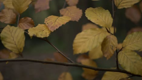 Yellow-and-golden-autumn-leaves-on-a-tree-branch-close-up-panning-shot