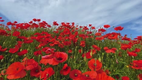 Amapolas-Rojas-Silvestres-Temporada-De-Primavera-Cielo-Azul-Deslizamiento-Suave