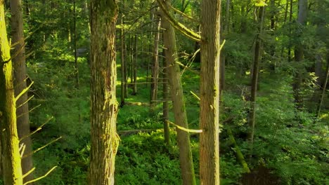 suave material de video de drones de un bosque mágico, exuberante y verde con una hermosa luz dorada durante el verano