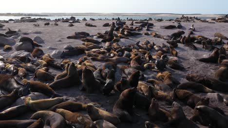 Grupo-De-Leones-Marinos-En-Cabo-Polonio:-Imágenes-De-Drones-De-Vida-Silvestre-Dinámica