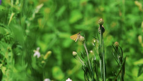 Close-up-of-a-golden-butterfly-with-fly-and-dragonfly-flying-about,-Ebony-Jewelwing-flying-away-in-slowmotion