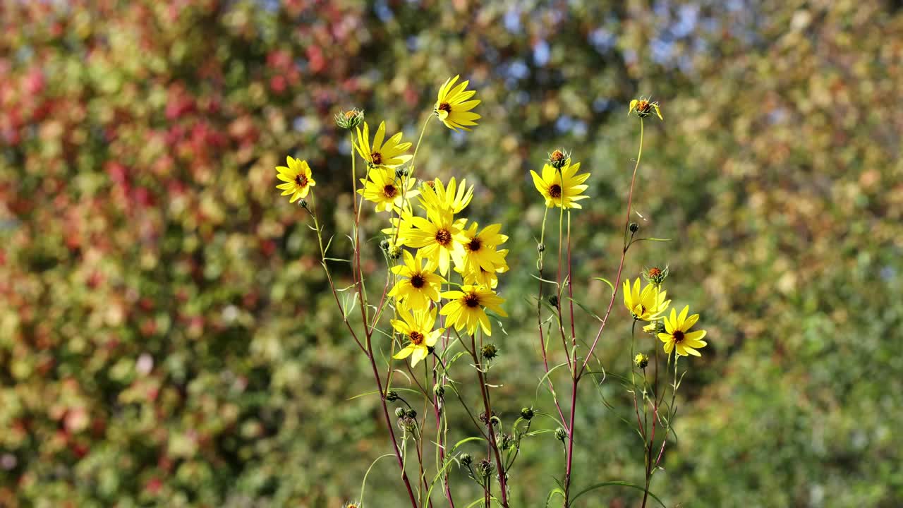 Girasoli gialli Helianthus salicifolius in autunno
