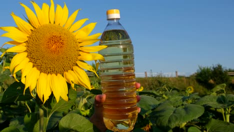 Sunflower Oil Advertisement Sunflower Flower and Bottle of Freshly Squeezed Oil Sunflower Oil Advertisement Sunflower Flower and Bottle of Freshly Squeezed Oil Sunflower Plantation