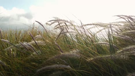 moving green orange grass at mountain blow by the wind during misty fog day with cloud at mount batur kintamani bali southeast asia