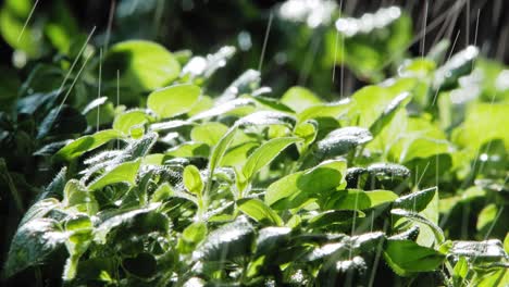 Close-up-of-Rain-Falling-On-Oregano-Plant-leaves-In-Garden,-Lit-By-Sun-From-Behind