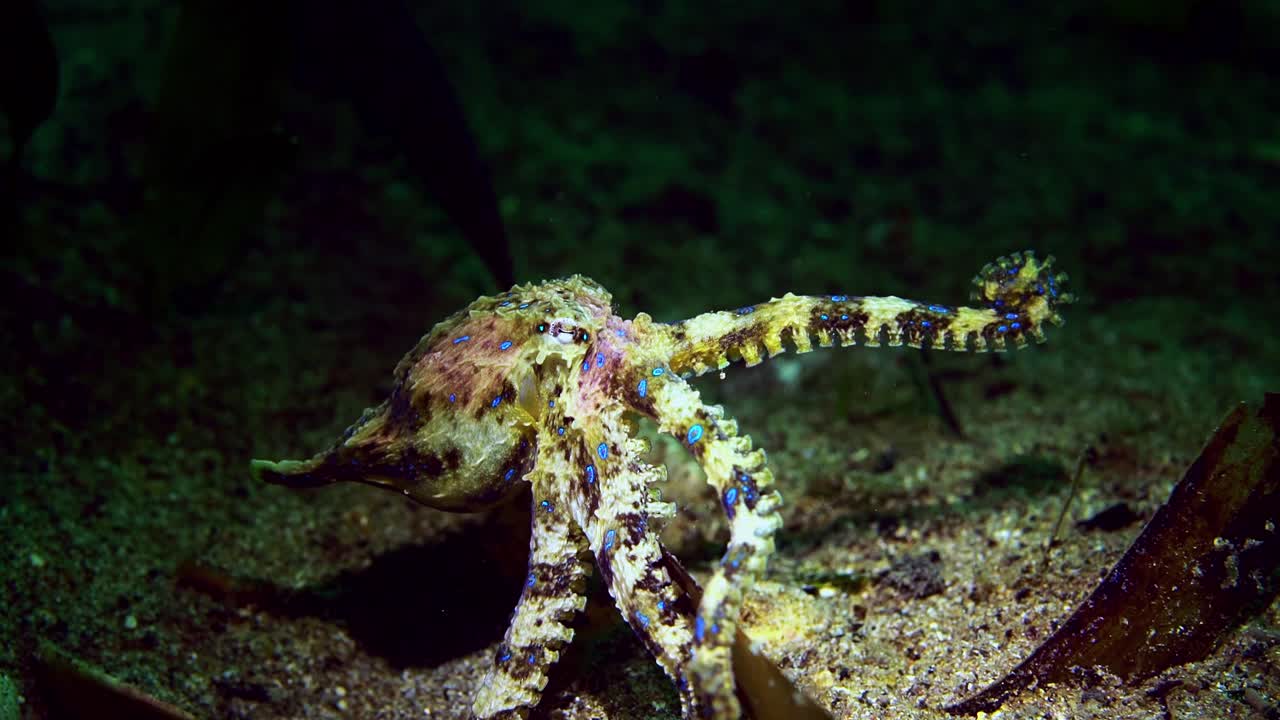 Southern Blue-Ringed Octopus Hapalochlaena maculosa 4k 25fps