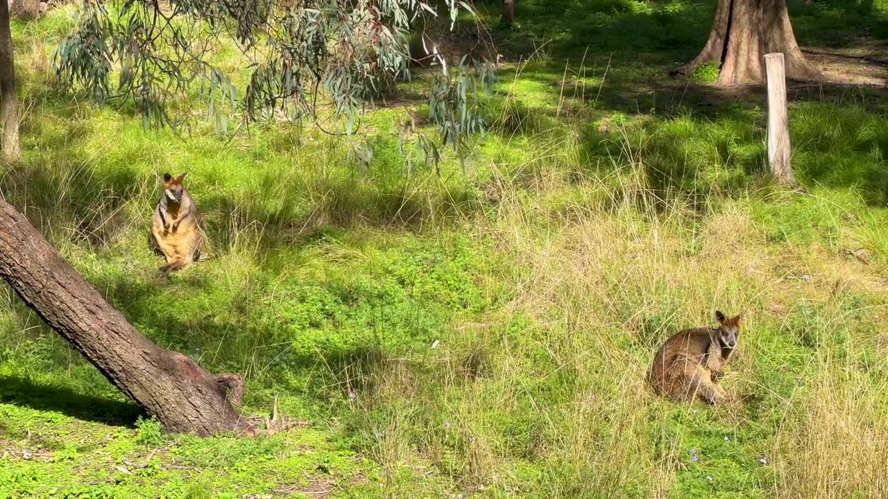 Due wallaby di palude siedono attenti in una radura erbosa baciata dal sole a Dubbo, Nuovo Galles del Sud.