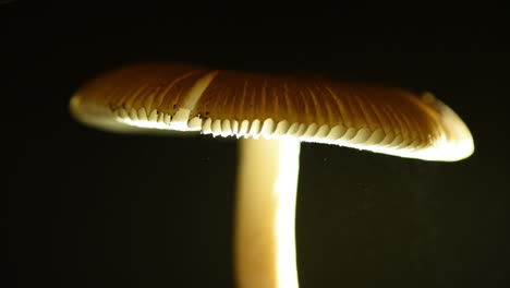 close up of spores floating from the head of the mushroom