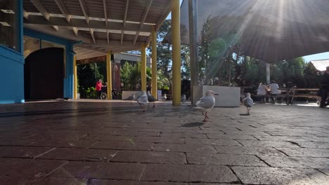 seagulls walking around outdoor seating area