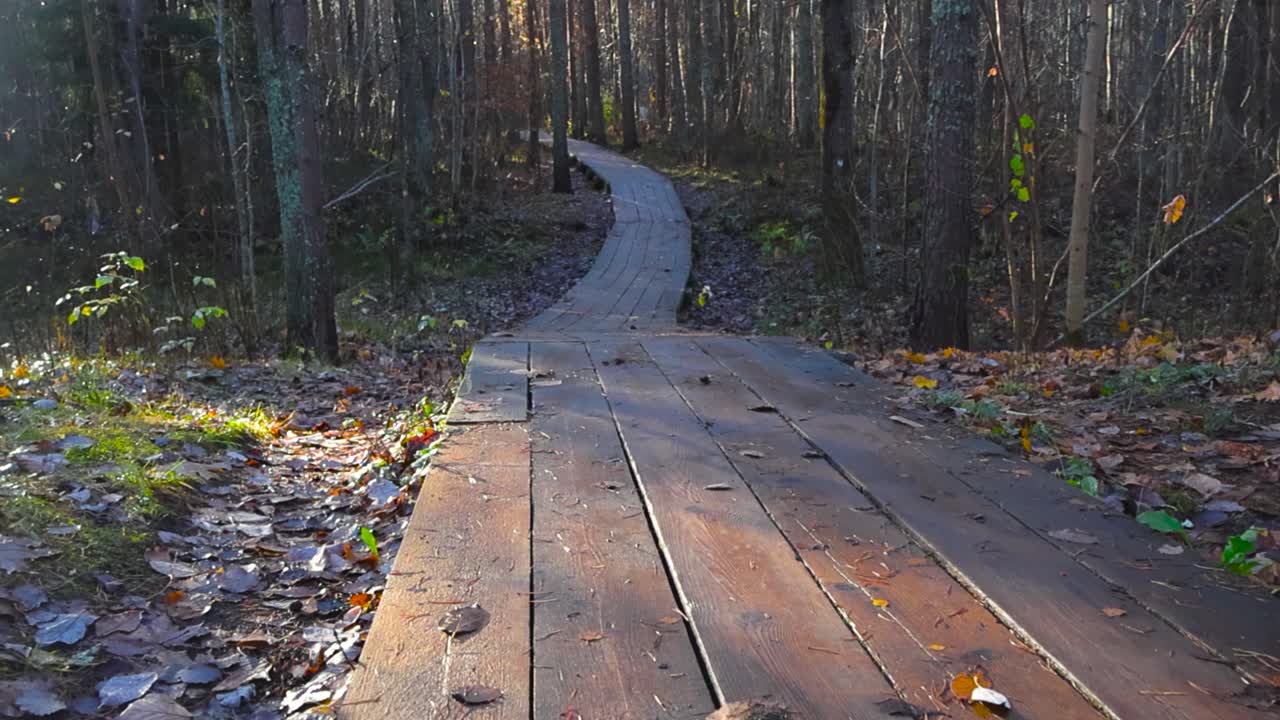 Wooden hiking trail or boardwalk in a sunny forest leading up to Pääsküla Estonia bog trail in the morning time. Leaves have fallen on the ground and the forest is thick and dense. Walkway is wet.