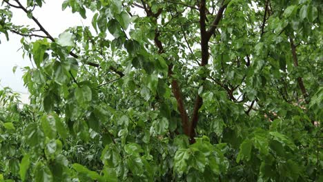 close-up of a mulberry tree during a rainstorm