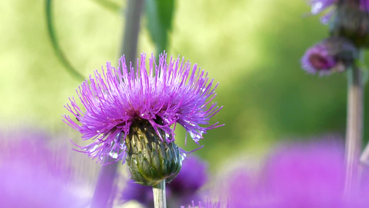 primer plano de la flor de cardo violeta