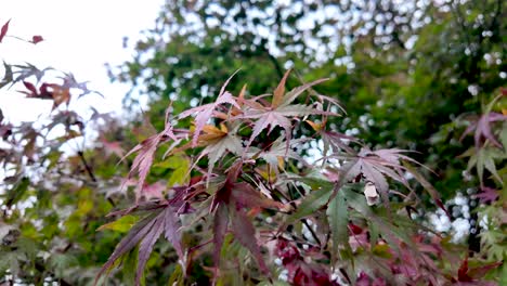 Close up of colorful japanese maple leaves during the fall season, showcasing the vibrant hues of autumn