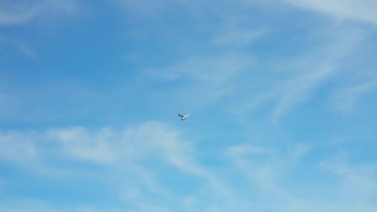 Hvid måge svæver højt på en klar blå himmel med lette skyer.