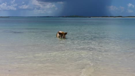 static video of a pig swimming in the ocean at pig island in exuma bahamas