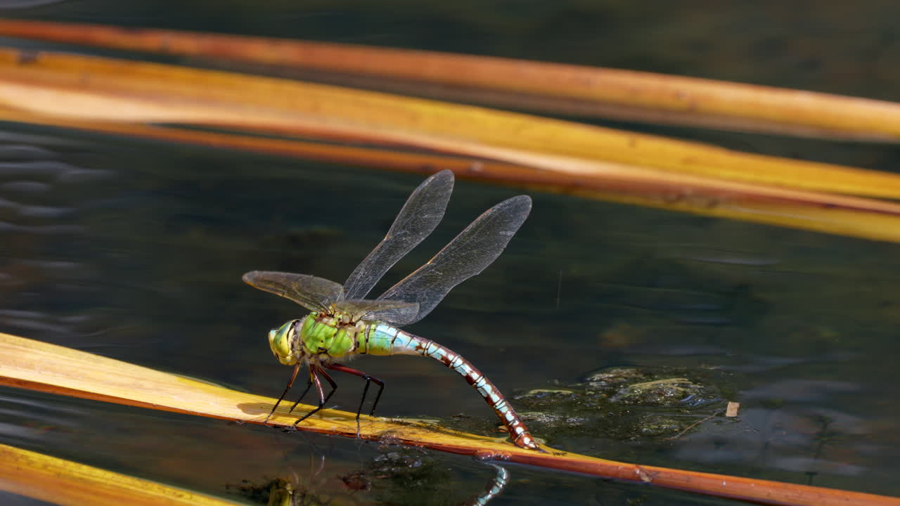 libélula bastante colorida descansando sobre plantas acuáticas en el lago y enfriando su cola, vista macro