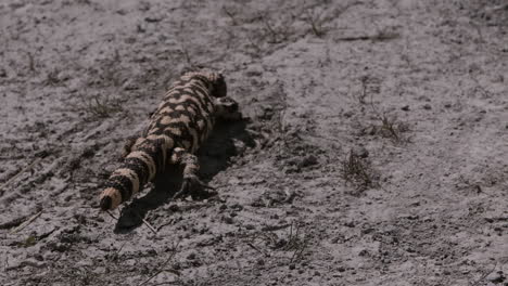 Gila-Monster,-Das-Durch-Die-Wüste-Kriecht