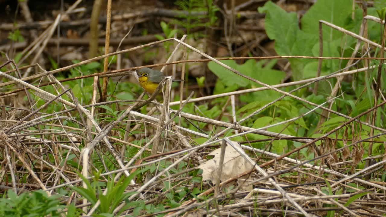abdomen amarillo ave salta en la hierba rastreando
