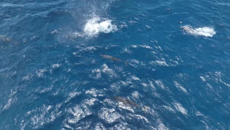 drones capturando los comportamientos sociales de los delfines giradores salvajes