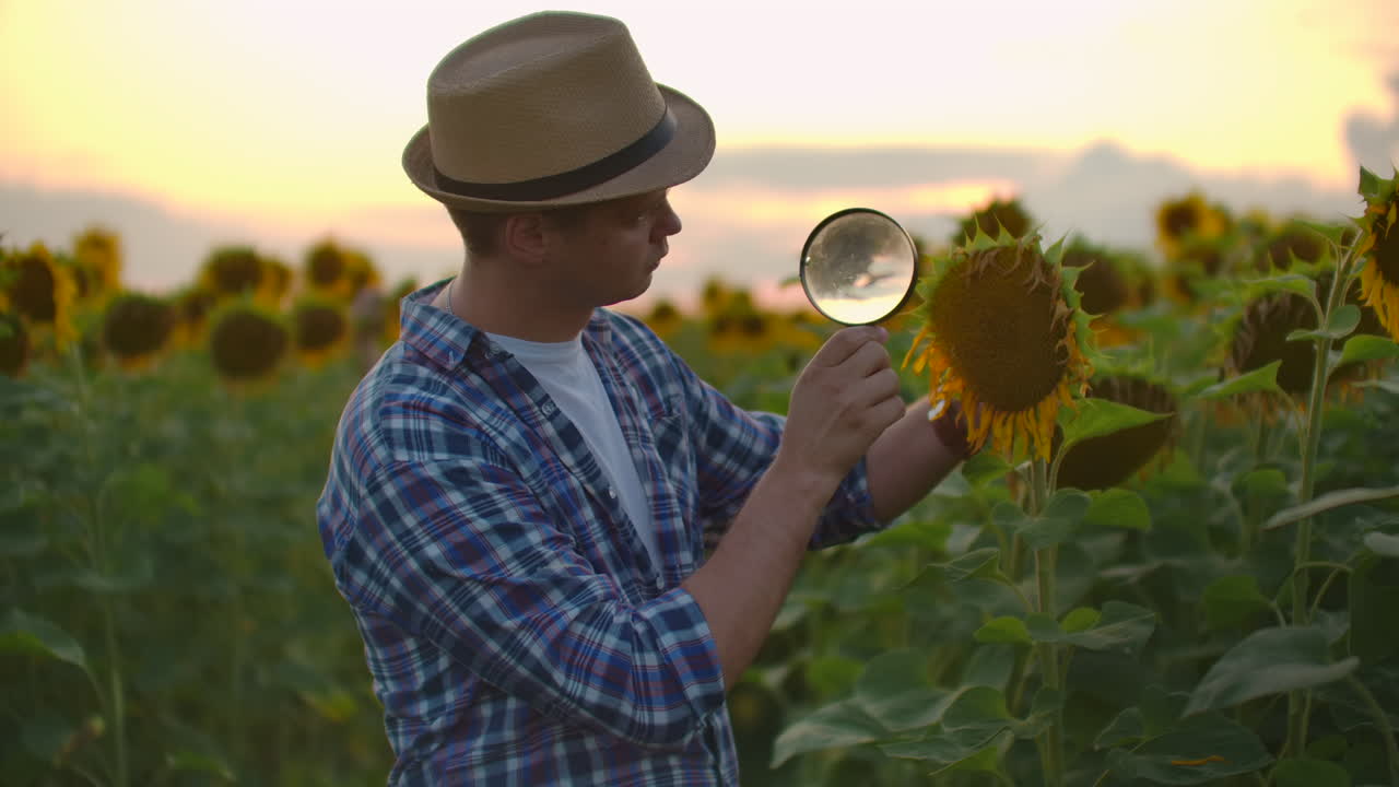un hombre examina un girasol a través de una lupa en el campo en la noche de verano. una joven escribe las características de un girasole en un libro electrónico.