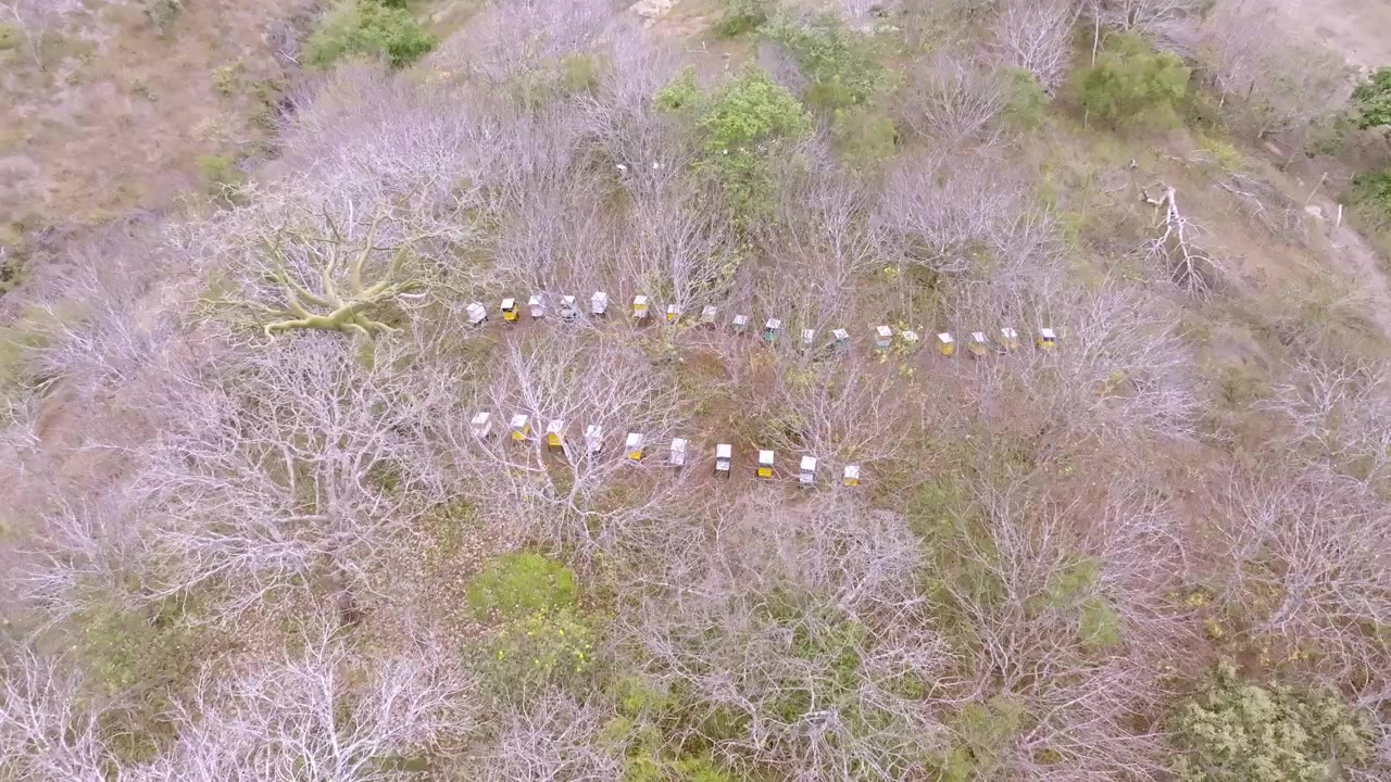 Farverige bistader danner pæne rækker blandt tørre træer i et landligt landskab, mens dronen flyver over