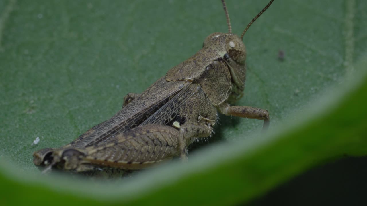 Close-up of grasshopper resting on green leaf, calm nature scene