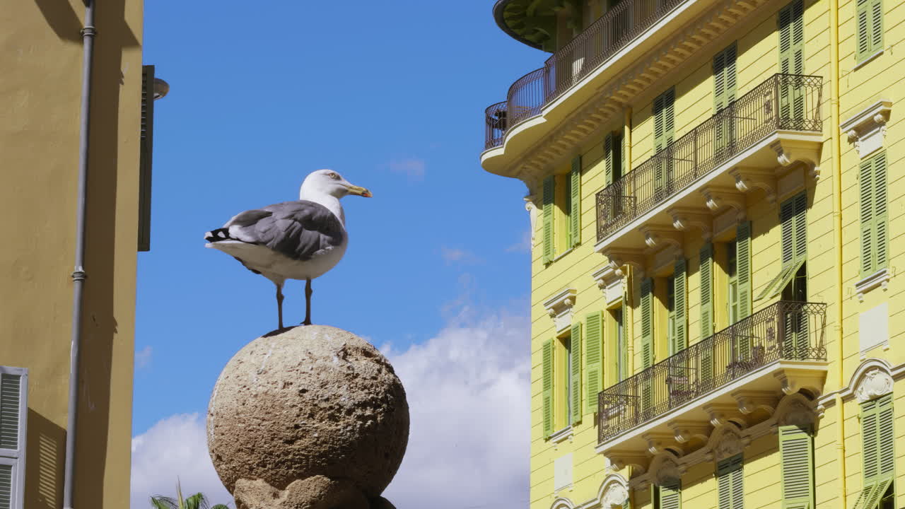 Seagull perched on a ball in front of a yellow building