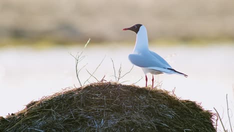 black headed gull during breading season in wetlands in morning sunlight