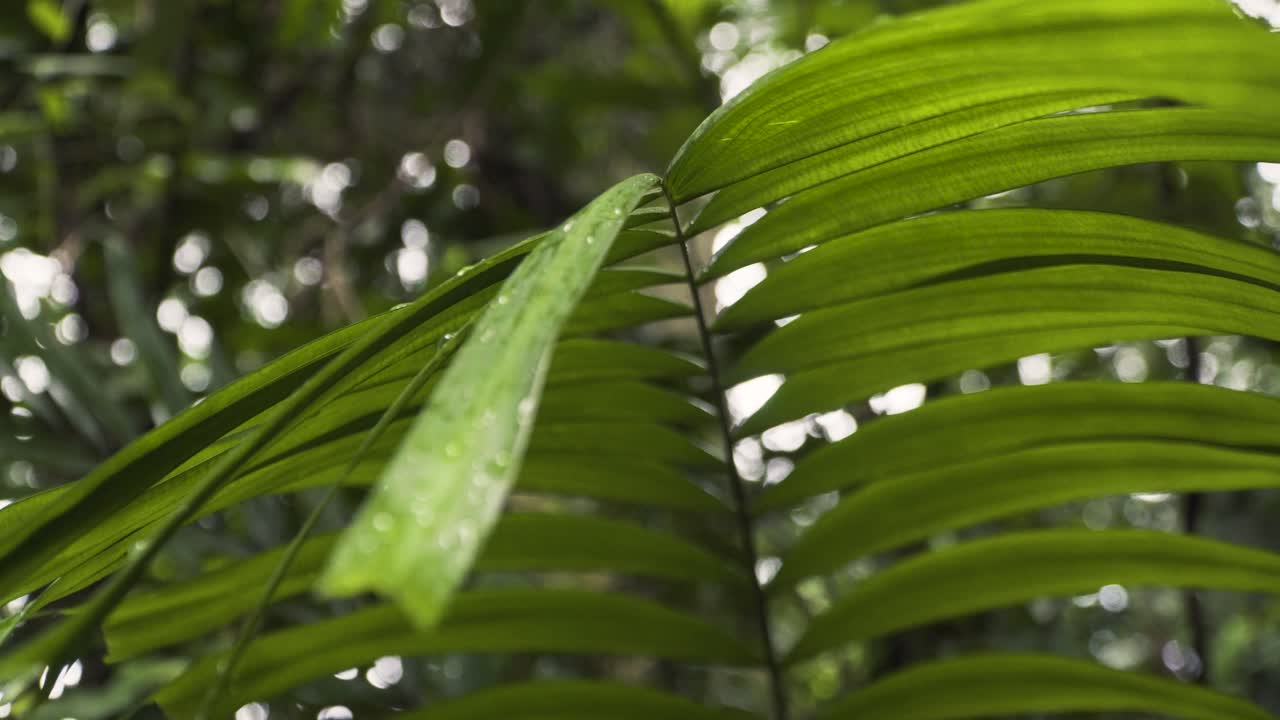 follaje de palmera durante el día lluvioso en marang trail of nparks, singapur