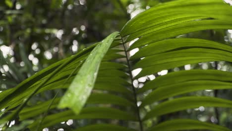 Follaje-De-Palmera-Durante-El-Día-Lluvioso-En-Marang-Trail-Of-Nparks,-Singapur