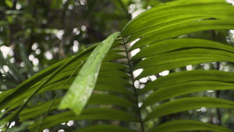 follaje de palmera durante el día lluvioso en marang trail of nparks, singapur