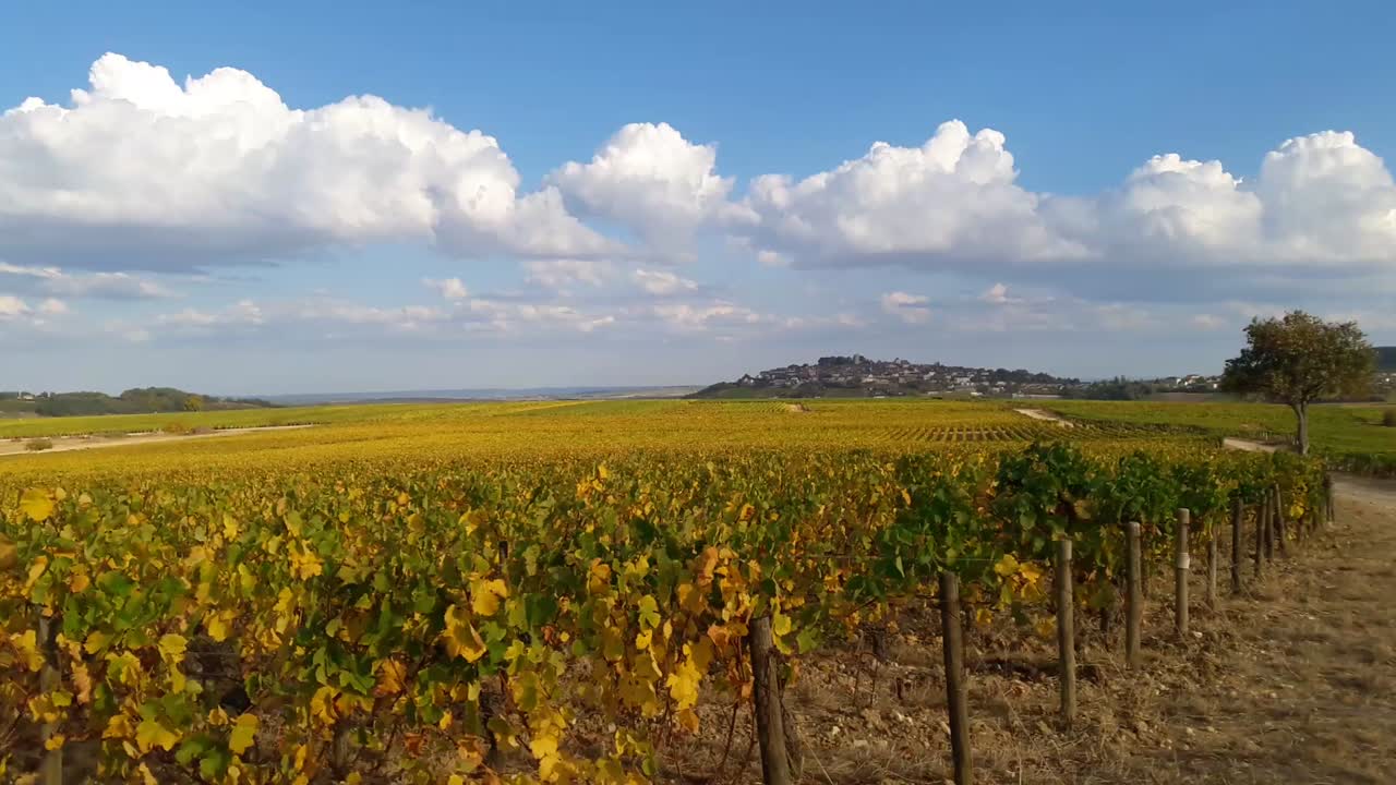 vides amarillas y verdes en sancerre, francia, durante el otoño