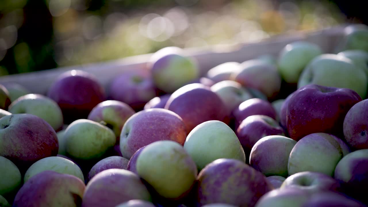 Freshly Harvested Apples