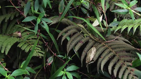 clip shows one green anole prominently on top of a fern