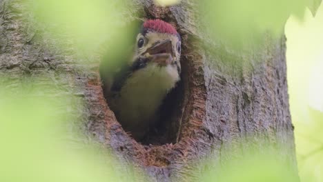 real-time shot mother sapsucker woodpecker feeding baby bird in tree with insects