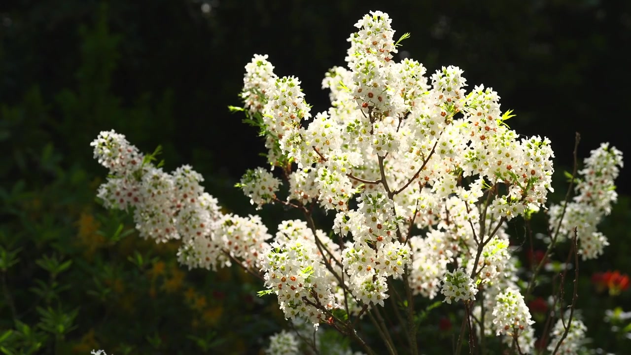 Close up video of delicate white blossoms blooming in sunlight with dark natural background. Beautiful spring floral scene with fresh flowers and peaceful garden atmosphere outdoors.