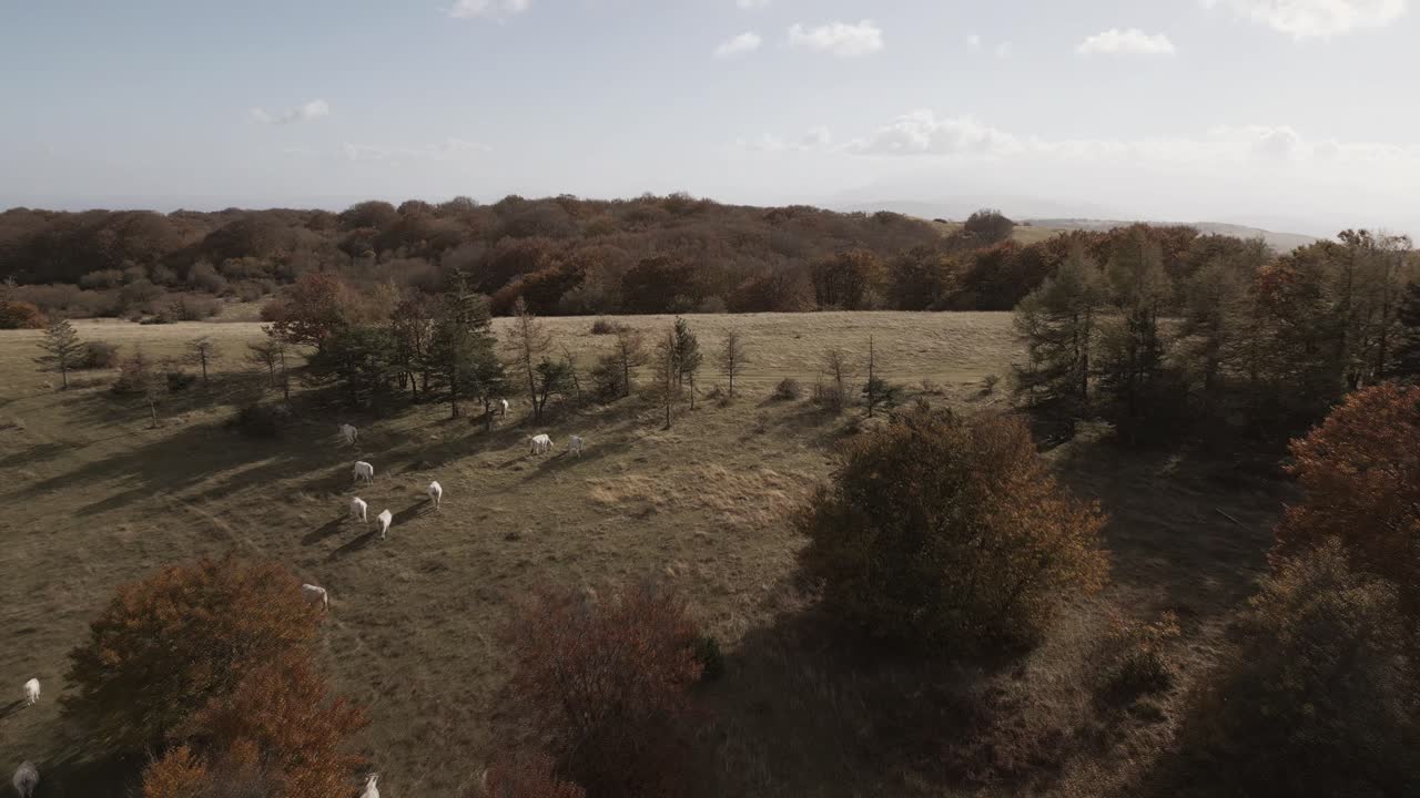 A drone footage over the beatiful beech forest of Canfaito with autumn colors
