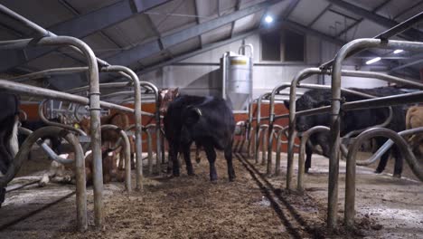 Calf-standing-in-cattle-pen-at-a-milk-farm