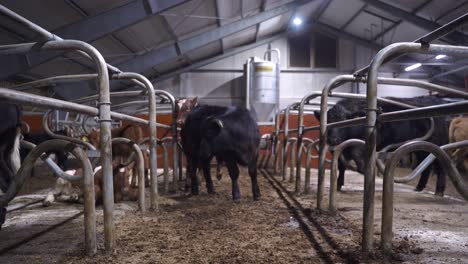 calf standing in cattle pen at a milk farm